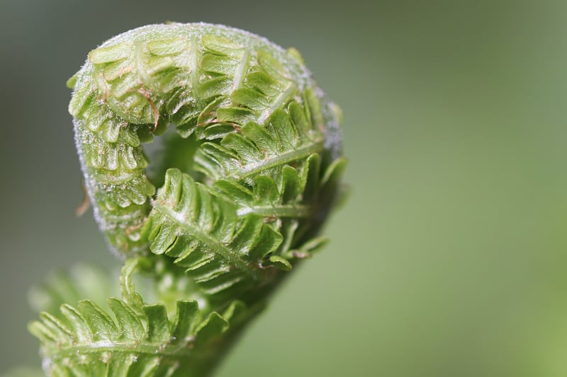 Dragon's Breath Fern